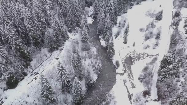 Vuelo Sobre Bosque Invierno — Vídeo de stock