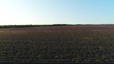 Lavanta alanındaki patikanın havadan görüntüsü