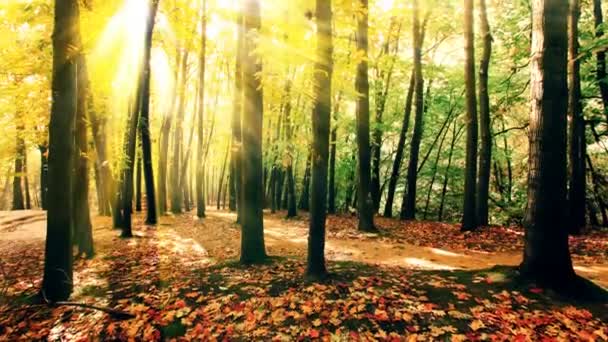 Herbst Wald Laub Auf Sonnenuntergang Hintergrund — Stockvideo