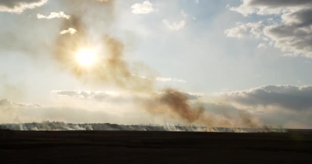 Trockenes Gras Auf Wegen Und Wald Flammen Feuerwehrleute Bei Der — Stockvideo