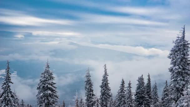 Beautiful Mountain Day Cloudy Winter Fir Tree — Stock Video