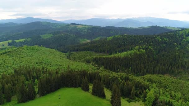 Tiro Aéreo Floresta Verde — Vídeo de Stock