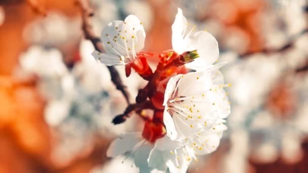 Vidéo Paysage Fleurs Abricot — Video