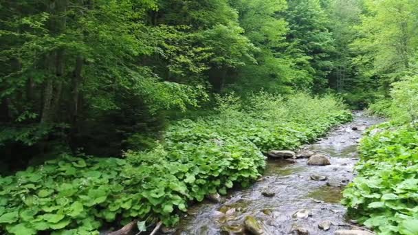 Schöner Fluss Den Karpaten — Stockvideo