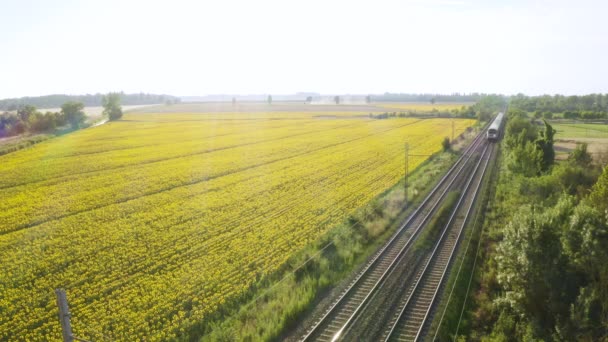 Trein Het Zonnebloemen Veld — Stockvideo