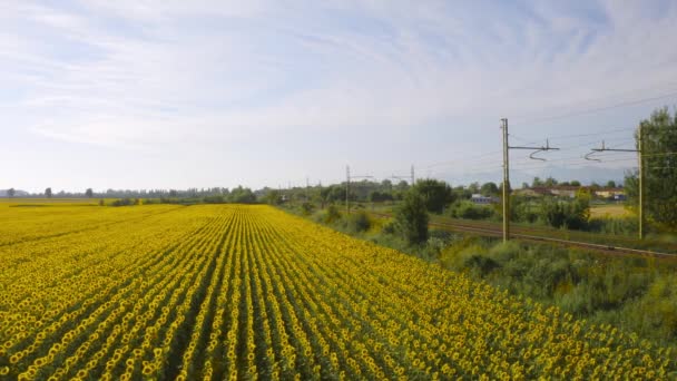 Kreuzung Von Zwei Zügen Und Sonnenblumenfeld — Stockvideo