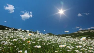 Papatya Çiçekleri Manzarası Videosu 