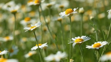 Papatya Çiçekleri Manzarası Videosu