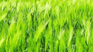 Buğday Kulakları Videosu 