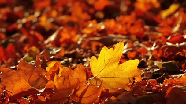 Vidéo du paysage de feuillage d'automne 