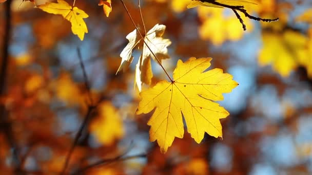 Vidéo du paysage de feuillage d'automne  