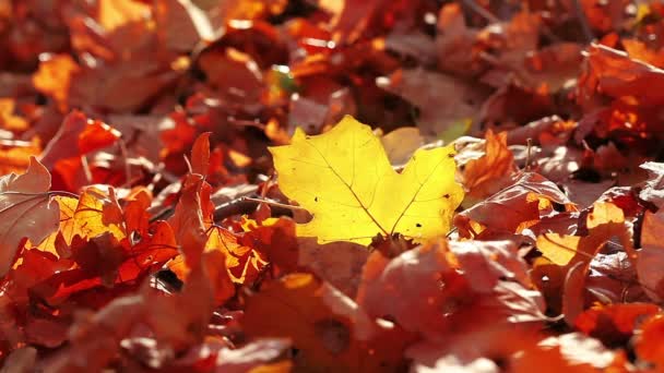 Vidéo du paysage de feuillage d'automne 