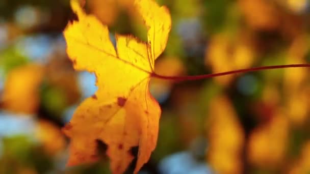 Vidéo du paysage de feuillage d'automne 