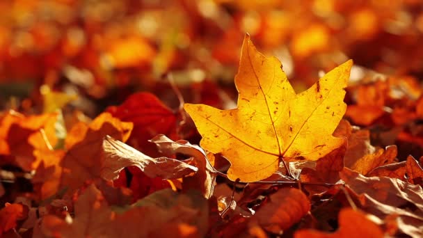 Vidéo du paysage de feuillage d'automne 