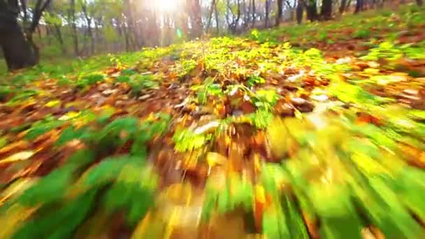 Sonbahar Orman Manzarasının Videosu — Stok video