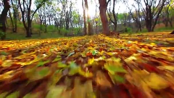 Video Van Het Herfstboslandschap — Stockvideo