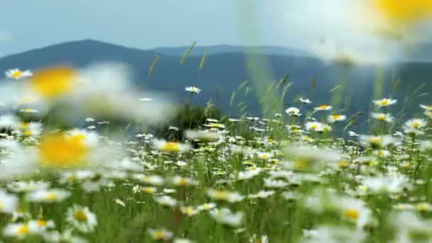 Video Von Kamille Blumen Landschaft — Stockvideo