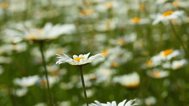 Vidéo Paysage Fleurs Camomille — Video