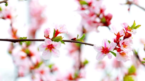 Video Van Cherry Flowers Landschap — Stockvideo