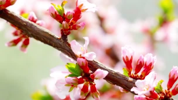 Vidéo Paysage Fleurs Cerisier — Video