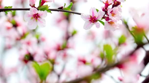 Vídeo Flores Cereja Paisagem — Vídeo de Stock