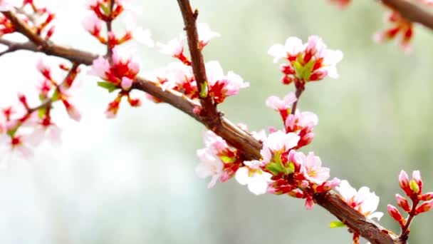 Vidéo Paysage Fleurs Cerisier — Video