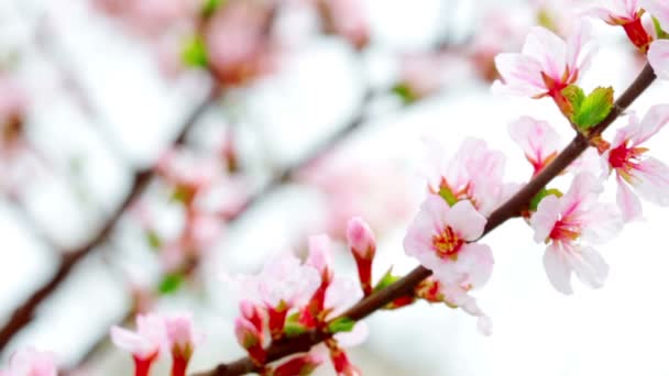 Video Flores Cerezo Paisaje — Vídeos de Stock