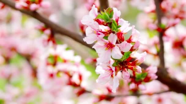 Video Flores Cerezo Paisaje — Vídeos de Stock