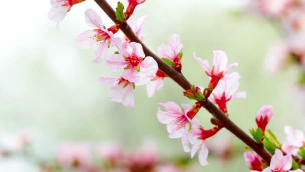 Vídeo Flores Cereja Paisagem — Vídeo de Stock