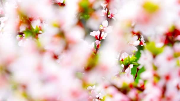 Vídeo Flores Cereja Paisagem — Vídeo de Stock