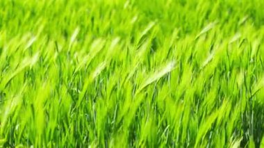 Buğday Kulakları Videosu