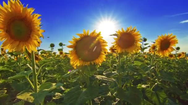 Video Von Blühende Sonnenblumen Landschaft — Stockvideo