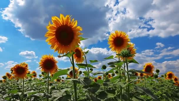 Vidéo de paysage de tournesols en fleurs  