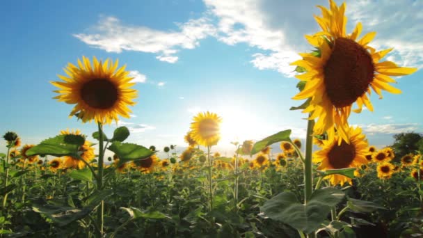 Video Von Blühende Sonnenblumen Landschaft — Stockvideo