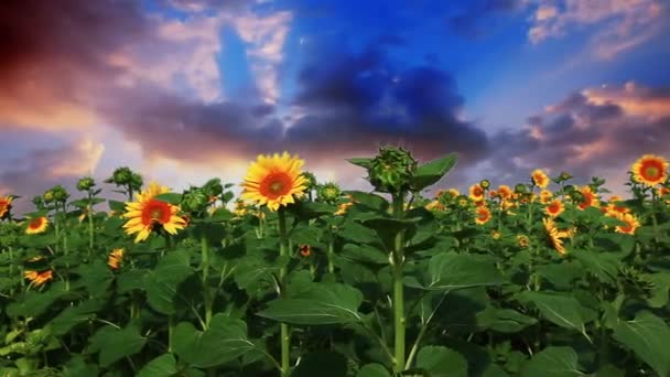 Wideo Kwitnących Słoneczników Krajobraz — Wideo stockowe