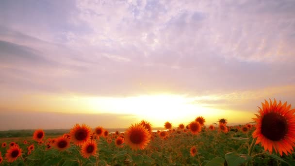 Video Von Blühende Sonnenblumen Landschaft — Stockvideo