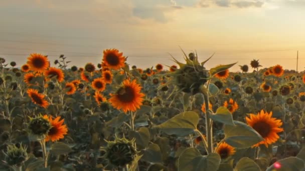 Video Von Blühende Sonnenblumen Landschaft — Stockvideo