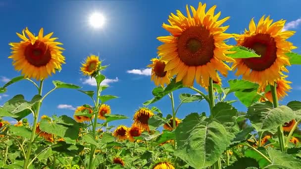 Vidéo de paysage de tournesols en fleurs  
