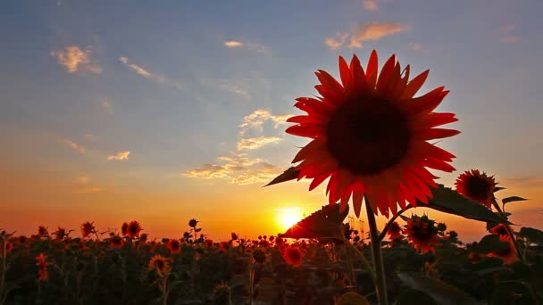 Video Von Blühende Sonnenblumen Landschaft — Stockvideo