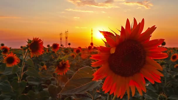 Video Von Blühende Sonnenblumen Landschaft — Stockvideo