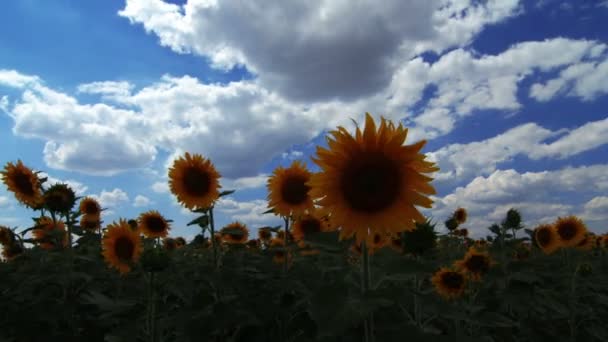 Video Von Blühende Sonnenblumen Landschaft — Stockvideo