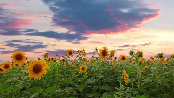 Video Von Blühende Sonnenblumen Landschaft — Stockvideo