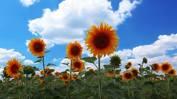 Vidéo de paysage de tournesols en fleurs  