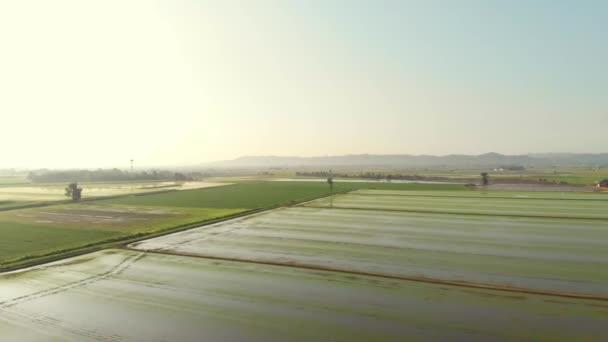 Летающие Над Рисовыми Плантациями Затопленные Посевные Поля — стоковое видео