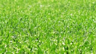 Yeşil Çimen Manzarası Videosu 