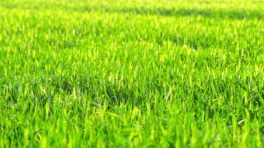 Yeşil Çimen Manzarası Videosu