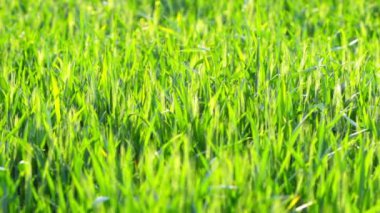 Yeşil Çimen Manzarası Videosu