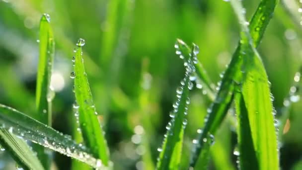 露が落ちる新鮮な緑の草 — ストック動画