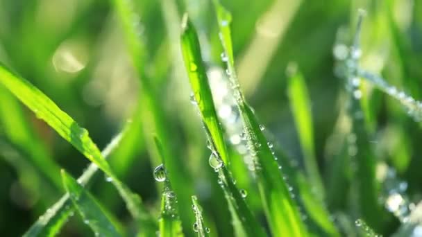 鲜绿的草叶 有露珠 — 图库视频影像