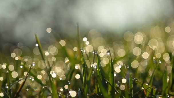 鲜绿的草叶 有露珠 — 图库视频影像